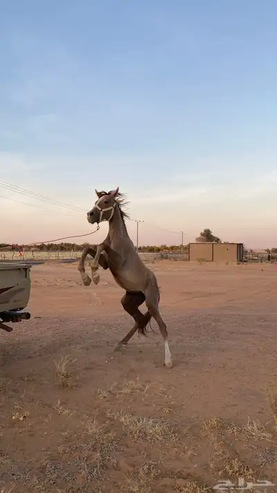 مهر للبيع العمر سنه وشهرين 3