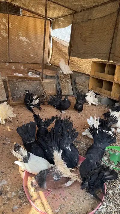 حمام رقاصي 3