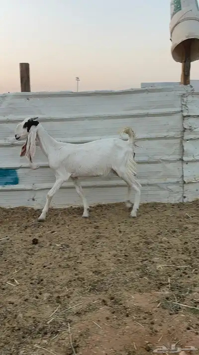 ماعز مشاريك 5