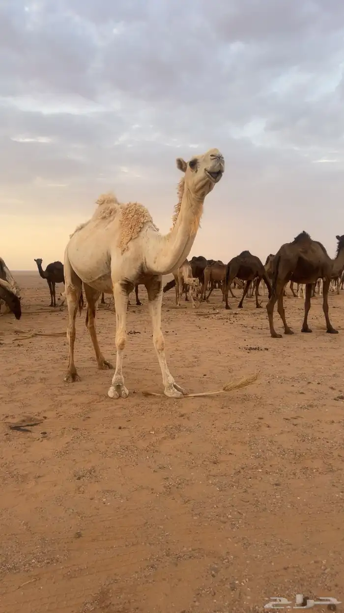 لقحه وضحاء 0