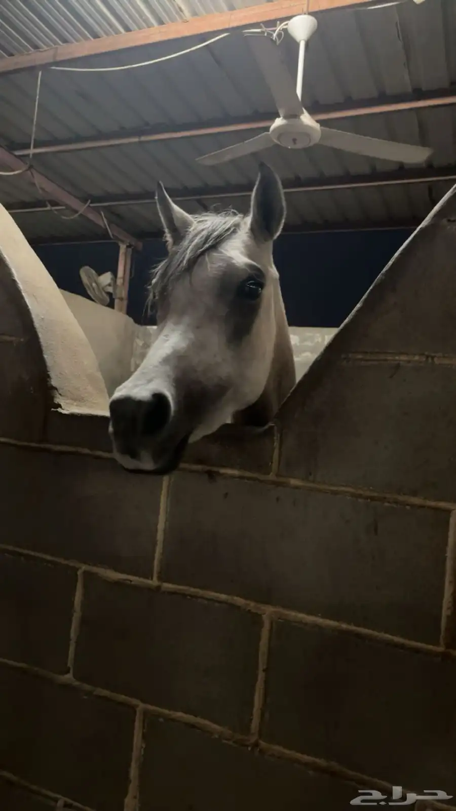 خيل عربي باوراقه 0