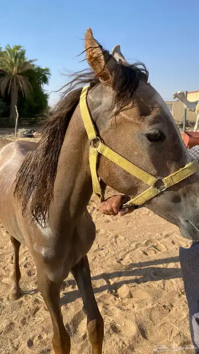 مهر للبيع العمر سنه وشهرين 4
