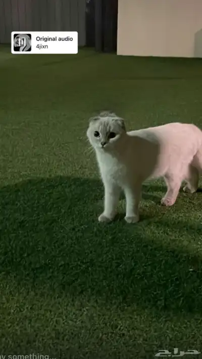 قطوة سكوتش فولد 1