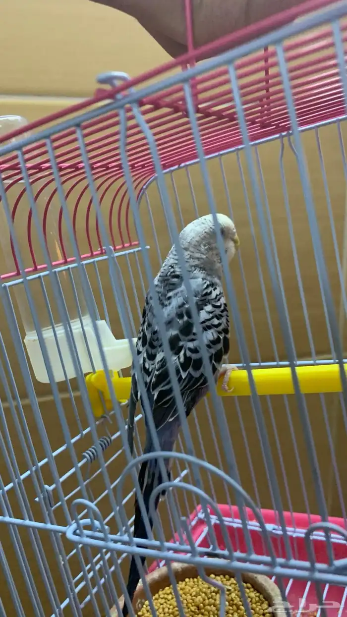 انتثى طير حب منتجه للبيع 4