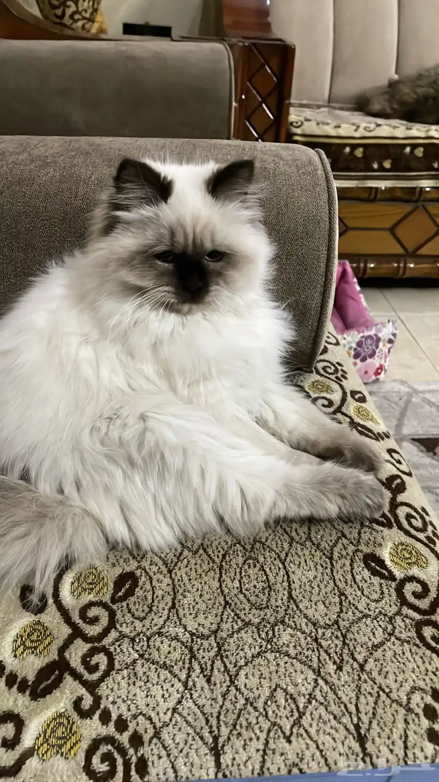 قط هملايا من ام سيامي للتبني 0