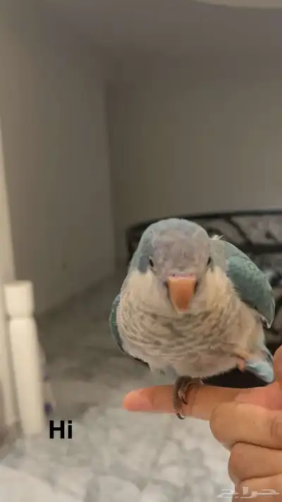 ببغاء كويكر 0