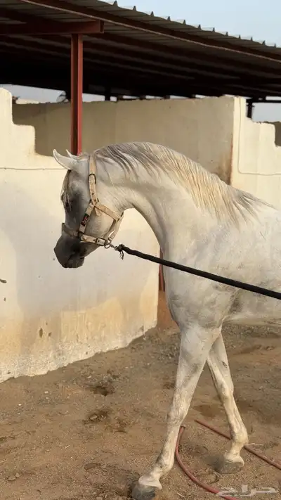 حصان فحل فاخر للبيع 0