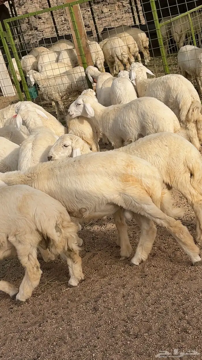 طليان طيبه وفل شحم مشاءالله 0