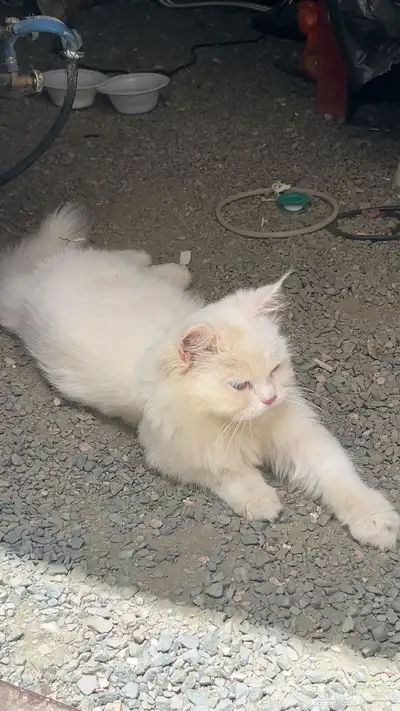 بسه أو قطوه منزليه للبيع 4