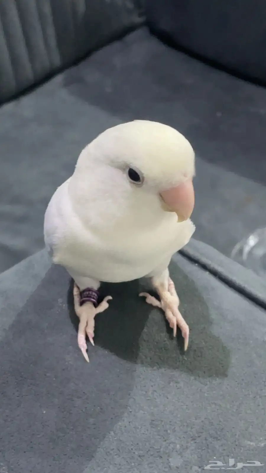 روز 0