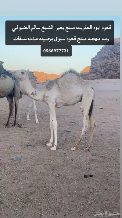 قعدان سلاله طيبه 0