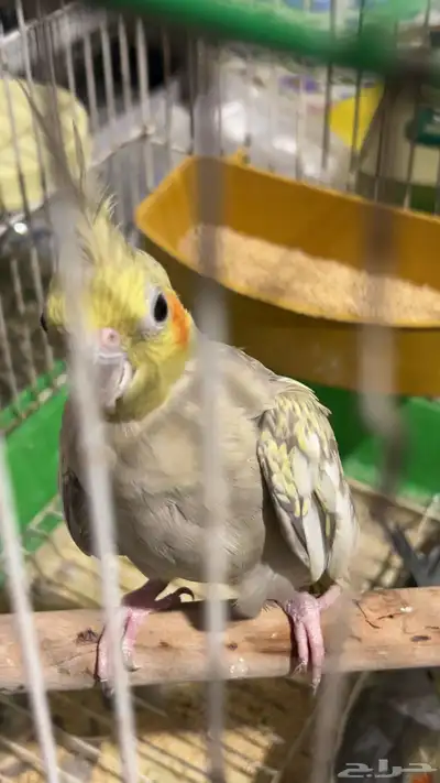 كروان منتج للبيع او بدل المناسب 1