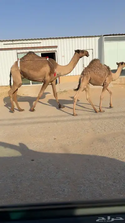 الصفراء البكر الكفو 0