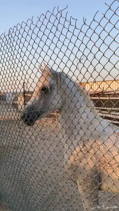 حصان شعبي شيخ 1