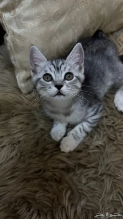 قط   .. 1