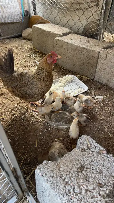 دجاجة مفرخه 1