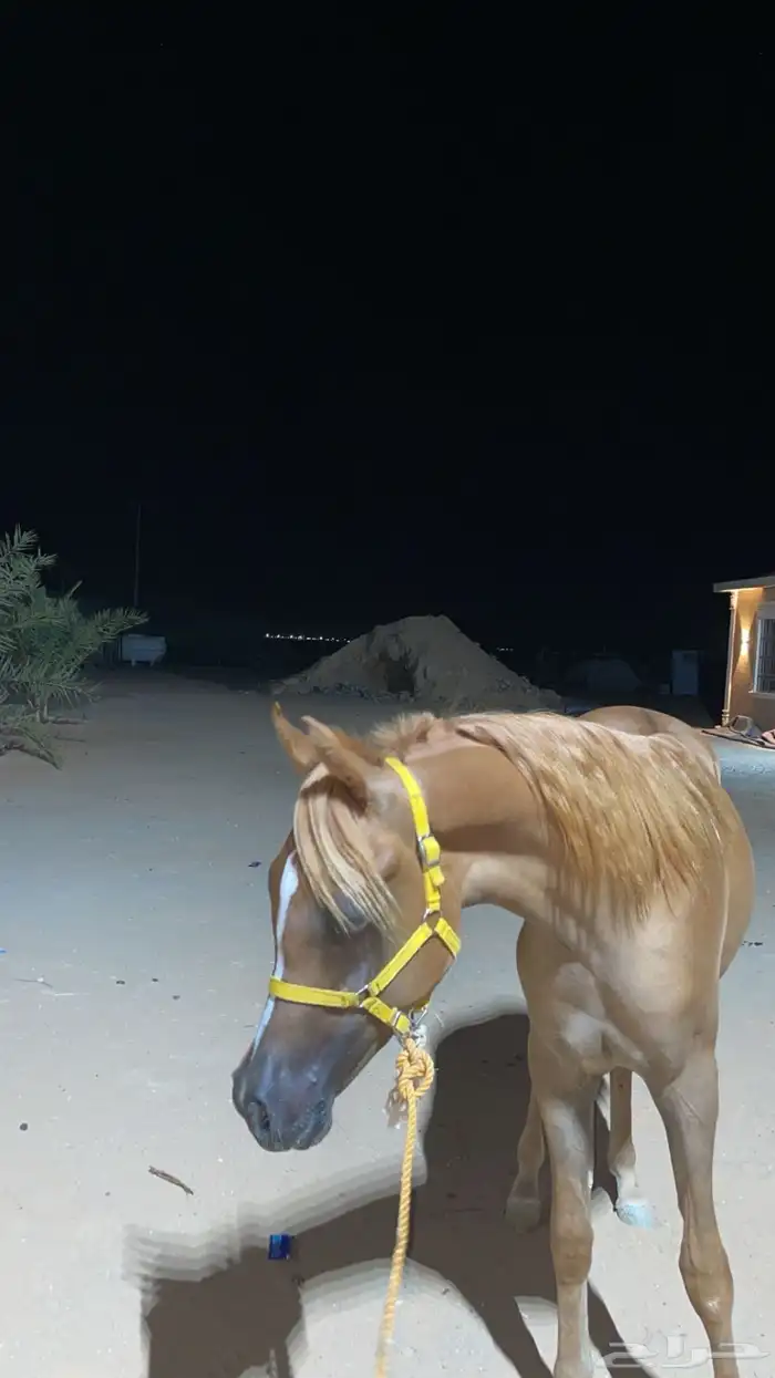 مهر كفو للبيع 4