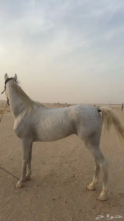 السلام عليكم اعرض لكم حصان واهو 2