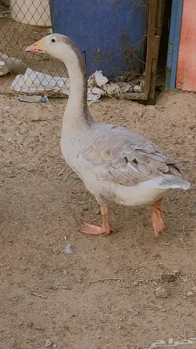 وز بلدي ماشالله صحه وحجم طيب جدا فى ذكور واناث العدد 9 حبات 0