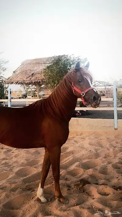 مهر شعبي 0