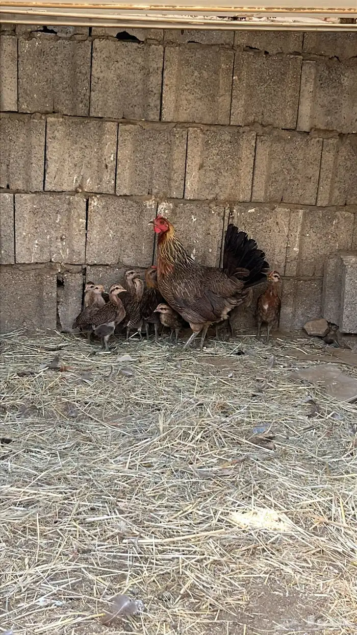 دجاجة عربية مفرخة ( تم البيع ) 1