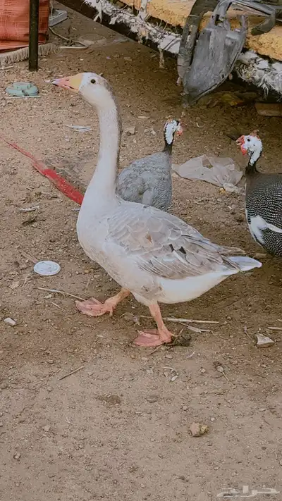 وز بلدي ماشالله صحه وحجم طيب جدا فى ذكور واناث العدد 9 حبات 2