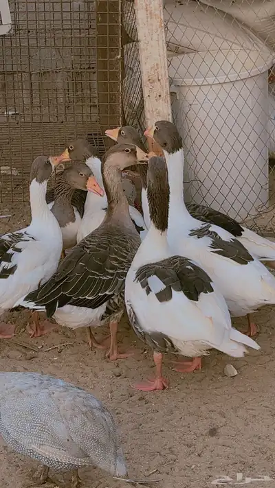 وز بلدي ماشالله صحه وحجم طيب جدا فى ذكور واناث العدد 9 حبات 6