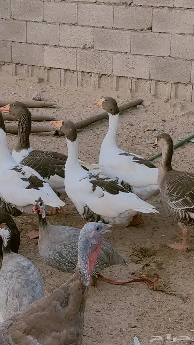 وز بلدي ماشالله صحه وحجم طيب جدا فى ذكور واناث العدد 9 حبات 5