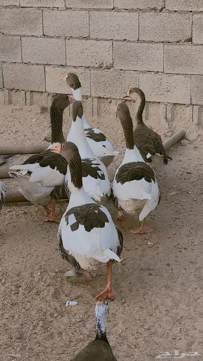 وز بلدي ماشالله صحه وحجم طيب جدا فى ذكور واناث العدد 9 حبات 4
