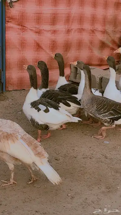 وز بلدي ماشالله صحه وحجم طيب جدا فى ذكور واناث العدد 9 حبات 8