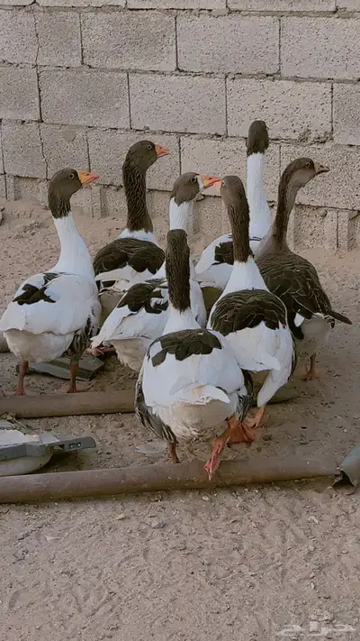 وز بلدي ماشالله صحه وحجم طيب جدا فى ذكور واناث العدد 9 حبات 1
