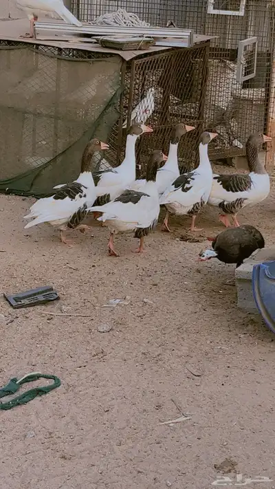 وز بلدي ماشالله صحه وحجم طيب جدا فى ذكور واناث العدد 9 حبات 7