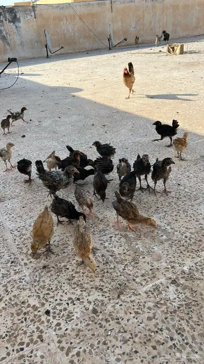 صيصان فيومي وبلدي 0