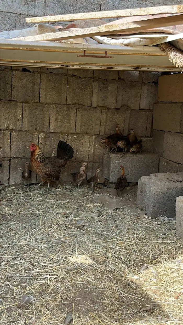دجاجة عربية مفرخة ( تم البيع ) 2