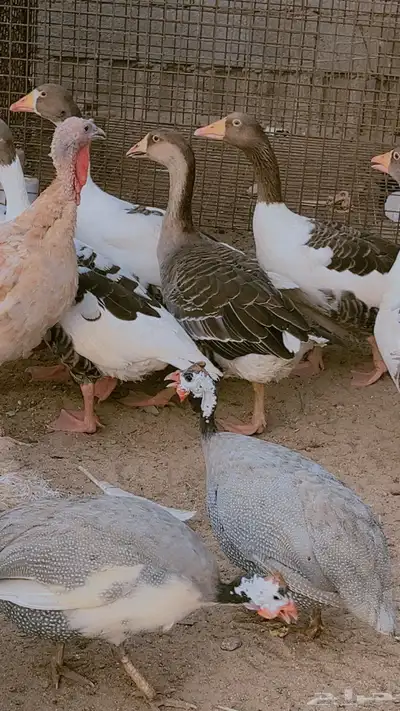 وز بلدي ماشالله صحه وحجم طيب جدا فى ذكور واناث العدد 9 حبات 3