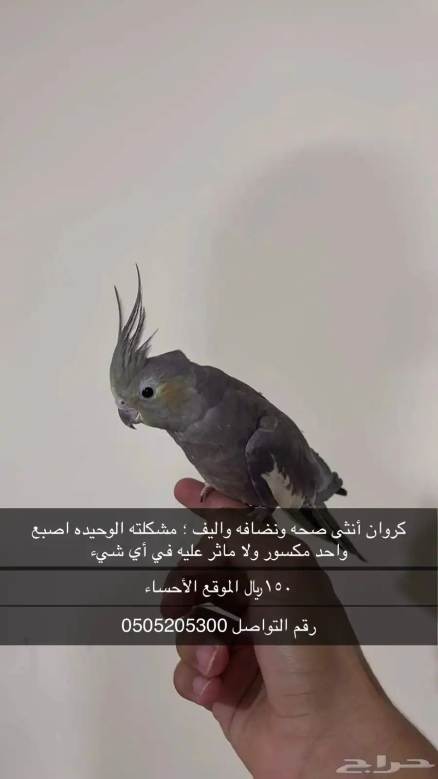 كروان 0