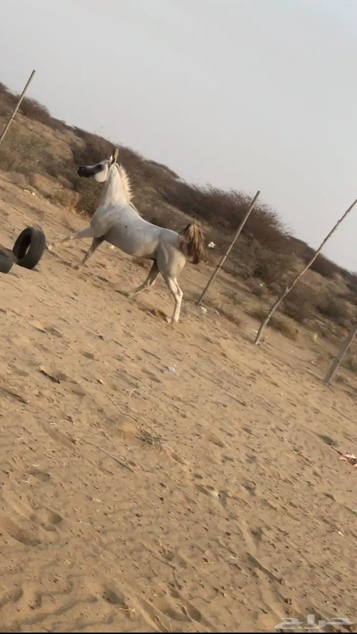 خيل شعبي 6