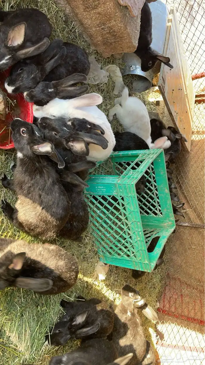 ارنب 0