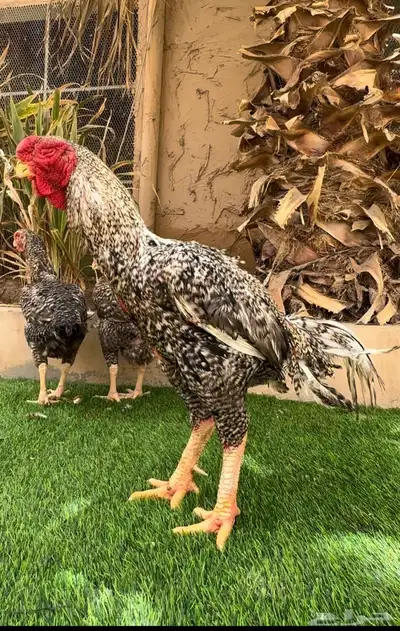 طقم دجاج فارسي فيومي نادر 3