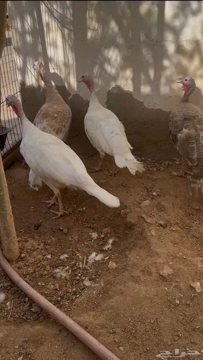 دجاج رومي نظيف ومنتج 2