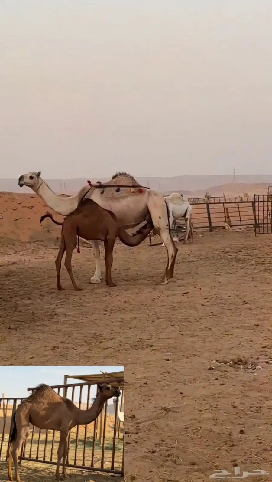 شقحاء طيبه ام ثالث تحتها بكره صفراء index