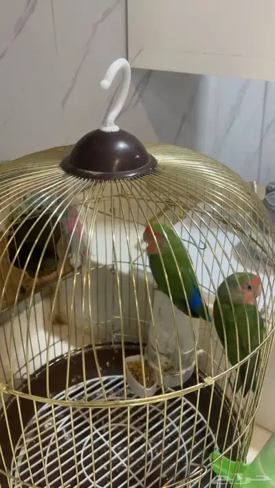 زوج طيور روز (منجه) 1