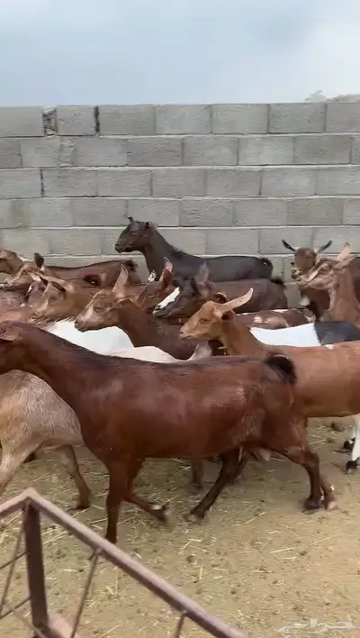 معزاء جم حص بفحلها 4