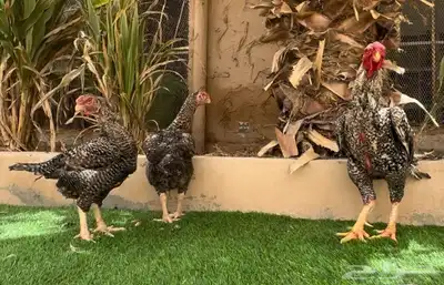 طقم دجاج فارسي فيومي نادر 2