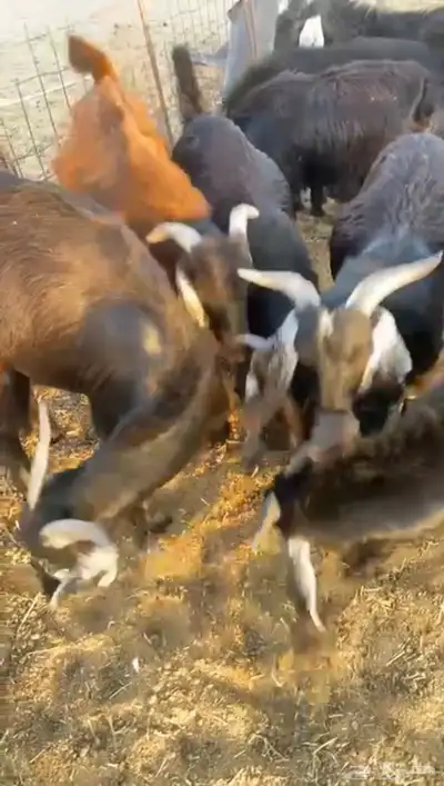 للبيع تيوس طيبه فل شحم العمر 6شهور 3
