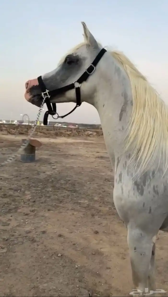 حصان فحل خط جمال 0