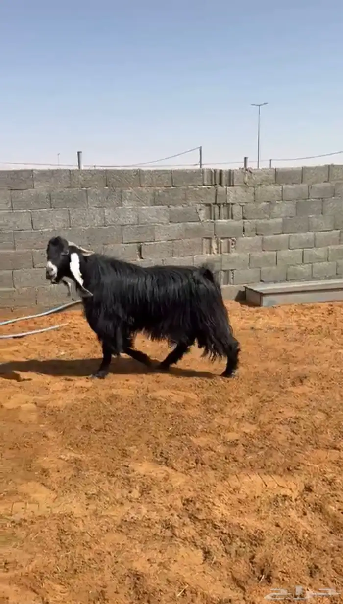 تيس شرط القريع 0