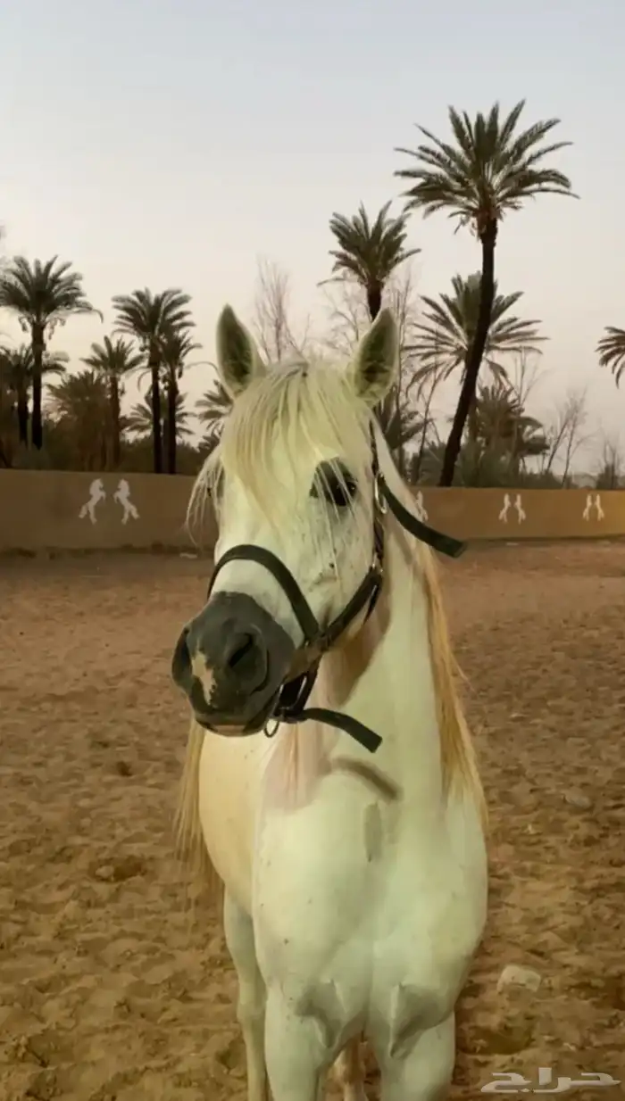 خيل مصري بيور 4
