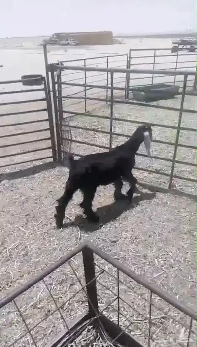 بهم نعيم وحري للبيع 4