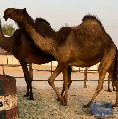 بكار فرديات مجاهيم 0